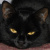 Black Cat Black