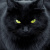 Black cat