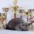Cattery Grey Ghost