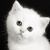 Кошанятка Котокайте