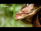 Гиганты мира животных 2 (Самая большая змея)