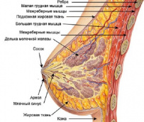 Лекарственные средства растительного происхождения