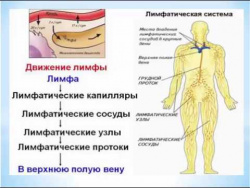 И Федощук Лимфосистема 11 06 15 И Федощук Лимфосистема 11 06 15