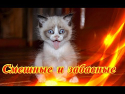 Приколы с кошками собаками Позитив Создай себе хорошее настроение Приколы с кошками собаками Позитив Создай себе хорошее настроение