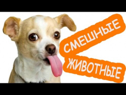 Новые смешные видео про животных|Cамые смешные коты кошки собаки| ЛУЧШИЕ ПРИКОЛЫ 2017|Новые серии HD Новые смешные видео про животных|Cамые смешные коты кошки собаки| ЛУЧШИЕ ПРИКОЛЫ 2017|Новые серии HD