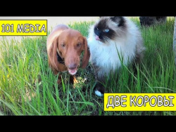 Русское видео про животных Приколы про собак новые видео смешное про собак и про кошек Русское видео про животных Приколы про собак новые видео смешное про собак и про кошек