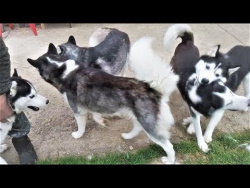 Смешные собаки 2017 Приколы с собаками и котами ТОПовая подборка видео Funny Dogs Compilation Смешные собаки 2017 Приколы с собаками и котами ТОПовая подборка видео Funny Dogs Compilation