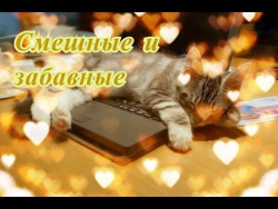 Прикольные животные кошки собаки Позитив Создай себе хорошее настроение Прикольные животные кошки собаки Позитив Создай себе хорошее настроение