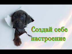 Позитив Смешное видео о животных для детей Кошки собаки Создай себе хорошее настроение Позитив Смешное видео о животных для детей Кошки собаки Создай себе хорошее настроение