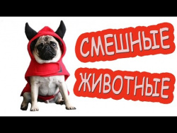 Смешные животные|Самые Смешные Видео приколы про животных|lustige videos|домашние кошки и собаки Смешные животные|Самые Смешные Видео приколы про животных|lustige videos|домашние кошки и собаки