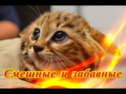 Прикольные животные Позитив Создай себе хорошее настроение Прикольные животные Позитив Создай себе хорошее настроение