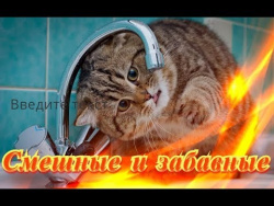 Приколы про животных Позитив Создай себе хорошее настроение Приколы про животных Позитив Создай себе хорошее настроение