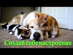 Кошки,котята.Смешное видео для детей Позитив. Создай себе хорошее настроение Кошки,котята.Смешное видео для детей Позитив. Создай себе хорошее настроение