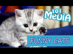 СМЕШНЫЕ КОТЫ И КОШКИ 2017 | ПРИКОЛЫ С КОТАМИ И КОШКАМИ|ТОПовая подборка 2016|ПРИКОЛЫ С КОШКАМИ FUNNY СМЕШНЫЕ КОТЫ И КОШКИ 2017 | ПРИКОЛЫ С КОТАМИ И КОШКАМИ|ТОПовая подборка 2016|ПРИКОЛЫ С КОШКАМИ FUNNY