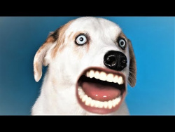 Приколы с животными Смешные животные Как говорят животные Funny Talking Pets Приколы с животными Смешные животные Как говорят животные Funny Talking Pets