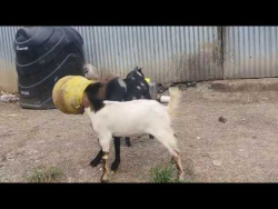 2 goats stuck in pot 2 goats stuck in pot