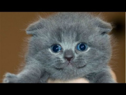 Приколы с котами - Топовая Подборка! Funny Cats Complation 2016 Приколы с котами - Топовая Подборка! Funny Cats Complation 2016