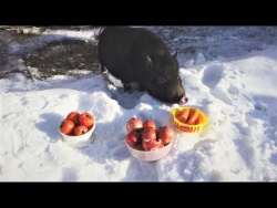 Приколы с животными подборка смех до слез 2017 Животные смешные и милые Funny Pets of the Week Приколы с животными подборка смех до слез 2017 Животные смешные и милые Funny Pets of the Week