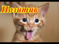 Смешное про животных. Мир позитив. Кошки. Собаки. Fanny animals Создай себе хорошее настроение Смешное про животных. Мир позитив. Кошки. Собаки. Fanny animals Создай себе хорошее настроение