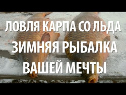 Успешная ловля карпа зимой на подледной рыбалке Успешная ловля карпа зимой на подледной рыбалке