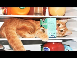 Спецвыпуск Про Животных Приколы с Котами Смешные кошки приколы про кошек и котов 2017 Коты и Холод Спецвыпуск Про Животных Приколы с Котами Смешные кошки приколы про кошек и котов 2017 Коты и Холод