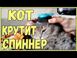 СМЕШНЫЕ КОТЫ И КОШКИ 2017 ПРИКОЛЫ С КОТАМИ И КОШКАМИ кот крутит спиннер хрюши против собак СМЕШНЫЕ КОТЫ И КОШКИ 2017 ПРИКОЛЫ С КОТАМИ И КОШКАМИ кот крутит спиннер хрюши против собак