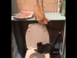 Сats being jerks Сats being jerks