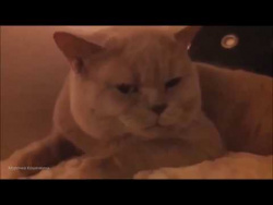 КОТ ХАМИТ ХОЗЯИНУ, А ПОТОМ ИЗВИНЯЕТСЯ. ОЧЕНЬ СМЕШНОЙ ГОВОРЯЩИЙ КОТ. КОТ ХАМИТ ХОЗЯИНУ, А ПОТОМ ИЗВИНЯЕТСЯ. ОЧЕНЬ СМЕШНОЙ ГОВОРЯЩИЙ КОТ.
