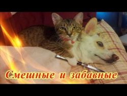 Прикольные животные видео Кошки Собаки Позитив Создай себе хорошее настроение Прикольные животные видео Кошки Собаки Позитив Создай себе хорошее настроение