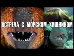 Встреча с Чудовищем Морским Встреча с Чудовищем Морским