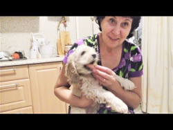 Приколы с Животными 2018 Собаки и Сосиски Смешные Видео про Собак Funny Dogs and Sausages Приколы с Животными 2018 Собаки и Сосиски Смешные Видео про Собак Funny Dogs and Sausages