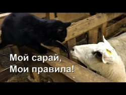 Кто в овчарне хозяин? Кто в овчарне хозяин?