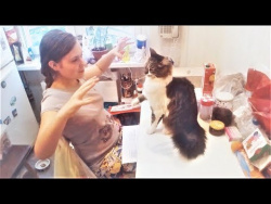 СМЕШНЫЕ КОТЫ И КОШКИ 2018 ЛУЧШИЕ ПРИКОЛЫ С КОТАМИ И КОШКАМИ #1 МАРТ СМЕШНЫЕ КОТЫ И КОШКИ 2018 ЛУЧШИЕ ПРИКОЛЫ С КОТАМИ И КОШКАМИ #1 МАРТ