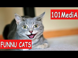 Постарайся не рассмеяться - Самые Смешные Коты 2017 | FUNNY CATS | Смешные Коты | смешные животные Постарайся не рассмеяться - Самые Смешные Коты 2017 | FUNNY CATS | Смешные Коты | смешные животные