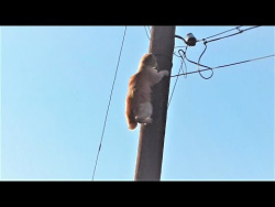 Весна пришла! Котики прилетели Коты верхолазы Видео Про Котиков покорителей высот Весна пришла! Котики прилетели Коты верхолазы Видео Про Котиков покорителей высот