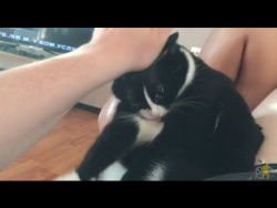 Кот обиделся / Cat offended Кот обиделся / Cat offended