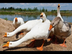 Приколы с Животными 2018 Гуси атакуют! Приколы с гусями. Gooses. Приколы с Животными 2018 Гуси атакуют! Приколы с гусями. Gooses.
