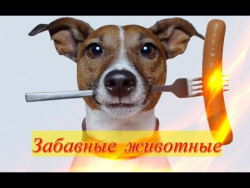 Прикольные забавные смешные животные Позитив Для детей,2017 Создай себе хорошее настроение Прикольные забавные смешные животные Позитив Для детей,2017 Создай себе хорошее настроение