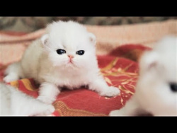 Cute Baby Cat UHD 4K Little Kittens かわいい子猫 #140 Самые милые котята и котятки 2018 süße Kätzchen Cute Baby Cat UHD 4K Little Kittens かわいい子猫 #140 Самые милые котята и котятки 2018 süße Kätzchen