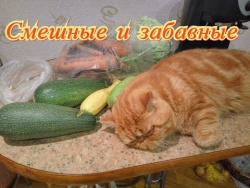 Смешные и забавные. Кошки. Собаки. Fanny animals Создай себе хорошее настроение Смешные и забавные. Кошки. Собаки. Fanny animals Создай себе хорошее настроение