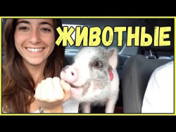ЛУЧШИЕ ПРИКОЛЫ 2017 ИЮНЬ Самые смешные приколы про животных Приколы с Котами Смешные коты и кошки #1 ЛУЧШИЕ ПРИКОЛЫ 2017 ИЮНЬ Самые смешные приколы про животных Приколы с Котами Смешные коты и кошки #1