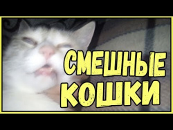 Смешные кошки приколы про кошек и котов 2017 #46 Лучшее Funny Cats Смешные кошки приколы про кошек и котов 2017 #46 Лучшее Funny Cats
