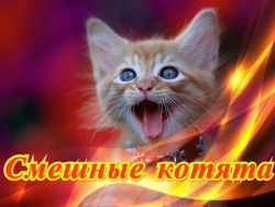Смешные котята Позитив Создай себе хорошее настроение Смешные котята Позитив Создай себе хорошее настроение
