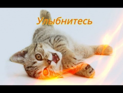Прикольные животные Позитив Улыбнитесь Создай себе хорошее настроение Прикольные животные Позитив Улыбнитесь Создай себе хорошее настроение