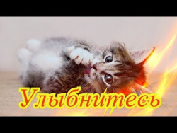 Смешное про животных видео Позитив Для детей Создай себе хорошее настроение Смешное про животных видео Позитив Для детей Создай себе хорошее настроение