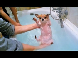 Реально смешные чихуахуа и мопсы Смешные и милые собаки Amazing pugs & chihuahua ylyl #1 Реально смешные чихуахуа и мопсы Смешные и милые собаки Amazing pugs & chihuahua ylyl #1