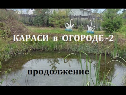 Пруд на даче-2, ответы на вопросы, кормушка для рыб, запуск малька карпа. Пруд на даче-2, ответы на вопросы, кормушка для рыб, запуск малька карпа.