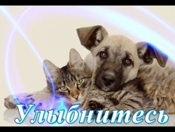 Прикольные кошки собаки Для детей Позитив Создай себе хорошее настроение Прикольные кошки собаки Для детей Позитив Создай себе хорошее настроение