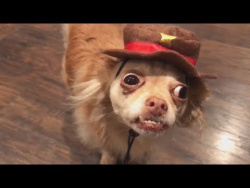 ПРИКОЛЫ ПРО ЖИВОТНЫХ СМЕШНЫЕ ЖИВОТНЫЕ НА ВИДЕО ПОДБОРКА ПРИКОЛОВ Funny Pets Video ПРИКОЛЫ ПРО ЖИВОТНЫХ СМЕШНЫЕ ЖИВОТНЫЕ НА ВИДЕО ПОДБОРКА ПРИКОЛОВ Funny Pets Video
