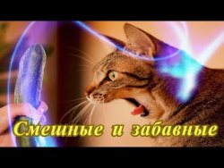 Прикольные кошки собаки Позитив Создай себе хорошее настроение Прикольные кошки собаки Позитив Создай себе хорошее настроение
